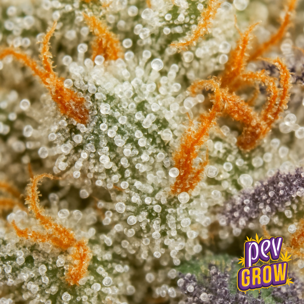 Grape Gas Spain Seeds